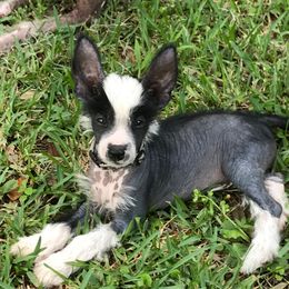 Chinese Crested and Xoloitzcuintli Puppies from Xcel's Xoloitzcuintli and Chinese Cresteds