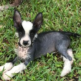 Chinese Crested and Xoloitzcuintli Puppies from Xcel's Xoloitzcuintli and Chinese Cresteds