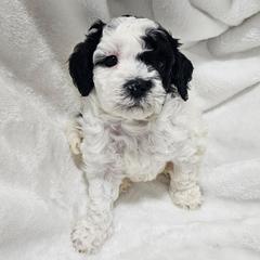 Shasta - Parti male Poodle puppy in Puyallup, Washington from Pure Parti Poodles