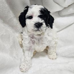 Shasta - Parti male Poodle puppy in Puyallup, Washington from Pure Parti Poodles