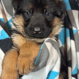 Male 4 - Black and red male German Shepherd puppy in Rockfield, Kentucky from Cheveyo German Shepherds