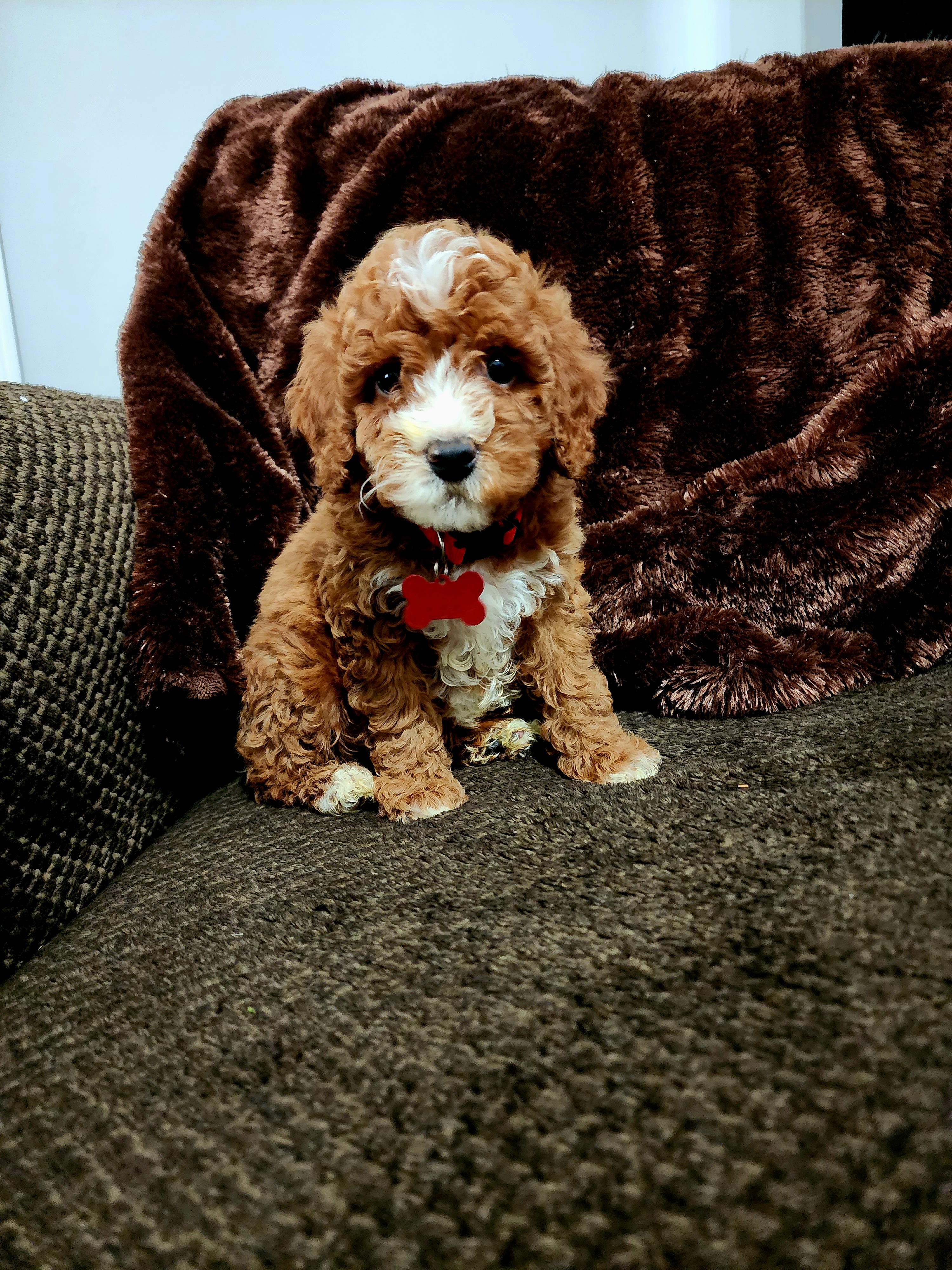 Red Male - Red  Goldendoodle puppy in Wellford, South Carolina from 4goldendoodles