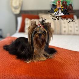 Egida - Yorkshire Terrier