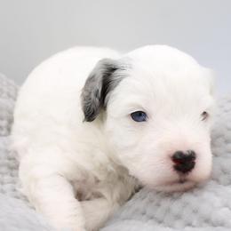 Nerd - White male Havapoo puppy in Hendersonville, North Carolina from Grayfinn House
