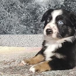 Miniature American Shepherds and Miniature Australian Shepherds from Buck-Run Puppies