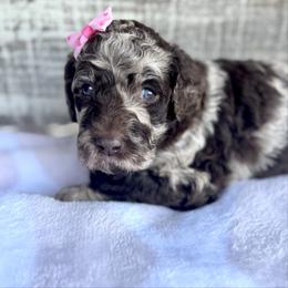 Pookie Pie - Merle female Goldendoodle puppy in Mc Kinney, Texas from Flair Doodles