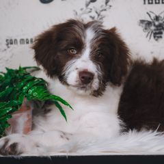 Bordoodle Puppies from 2J 2K Bordoodles