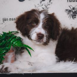 Bordoodle Puppies from 2J 2K Bordoodles