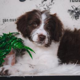 Bordoodle Puppies from 2J 2K Bordoodles