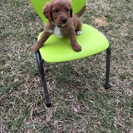 Pritzel - Chocolate male Labradoodle puppy in Beltsville, Maryland from Praveen's Labradoodles