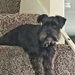 Millie - Miniature Schnauzer