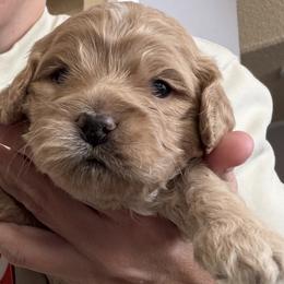 Boy 1 - Cream male Cockapoo puppy in Colorado from Garrett Doodles