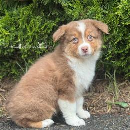 Whopper- rtm8 - Red tri-color male Australian Shepherd puppy in Chehalis, Washington from Wandering Acres Ranch