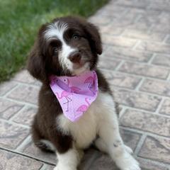 Bordoodle Puppies from Borders of Eby Eden