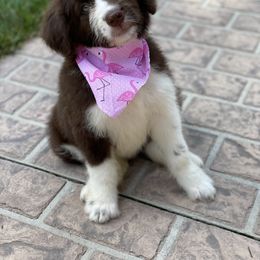 Bordoodle Puppies from Borders of Eby Eden