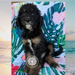 Fiji - Tri-color male Bernedoodle puppy in Godwin, North Carolina from Farm Sweet Farm Doodles