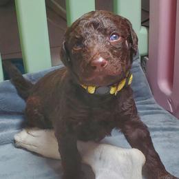 Bear - Chocolate male Labradoodle puppy in Siloam Springs, Arkansas from Siloam Doodles