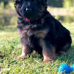 German Shepherd Puppies from Tabor Springs GSD