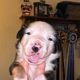 Boy 2 - Black, white and red male Greater Swiss Mountain Dog puppy in Knoxville, Maryland from Dahlgren Swissys