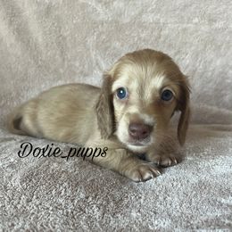 Casper - Dachshund puppy from Doxie_pupps