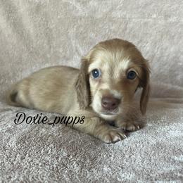 Casper - Dachshund puppy from Doxie_pupps