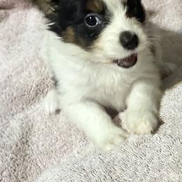 Bella - White black and tan female Papillon puppy in Tahlequah, Oklahoma from Royal T Kennel