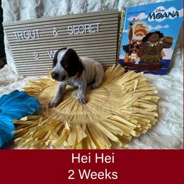 Hei Hei - White and liver male German Shorthaired Pointer puppy in Marshfield, Missouri from Pebblebrook German Shorthaired Pointers