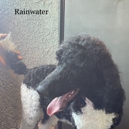 Poodle All Grown Up from Carla J Baroni