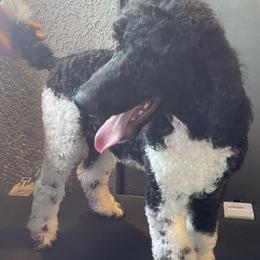 Poodle All Grown Up from Carla J Baroni