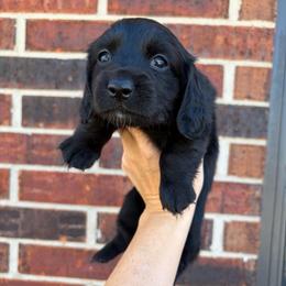 Penny - Black female Dachshund puppy in Piedmont, Oklahoma from Jess’s Dachshunds
