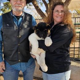 AKC 'Kaito' - Black male Akita puppy in Tombstone, Arizona from WeVolution Off-Grid