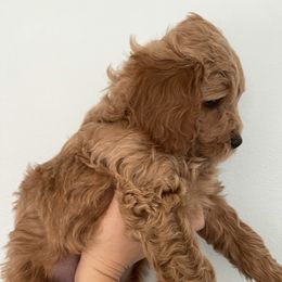 Goldendoodle Puppies from Patton Doodles