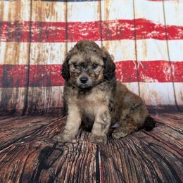 Charlie - Sable male Cavapoo puppy in Mc Ewen, Tennessee from Spencer's "lil" Cavapoos & Bernedoodles