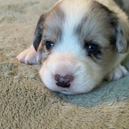 Frosty - Blue merle and white male Cardigan Welsh Corgi puppy in Dade City, Florida from Red White & Bluie Corgi