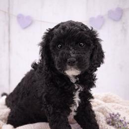 Purple - Black female Goldendoodle puppy in Byron, Georgia from Southern Olive Doodles 🫒
