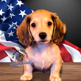 AFDs Henry - Cream Dachshund puppy in Waverly, Ohio from Always Faithful Dachshunds