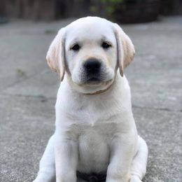 Labrador Retriever Puppies from Judy Sarao's Labs