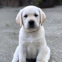 Labrador Retriever Puppies from Judy Sarao's Labs