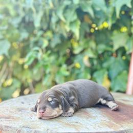 Apple pie - Chocolate and cream male Dachshund puppy in Salters, South Carolina from Long-Pine Dachshund