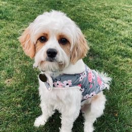 Ginge - Cavapoo