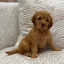 Campfire - Apricot male Goldendoodle puppy in Jackson, Mississippi from T.M. Poodles & Doodles