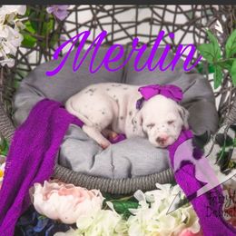 Merlin - White and liver brown female Dalmatian puppy in Sierra Vista, Arizona from Fairytail Dalmatians