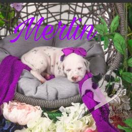 Merlin - White and liver brown female Dalmatian puppy in Sierra Vista, Arizona from Fairytail Dalmatians