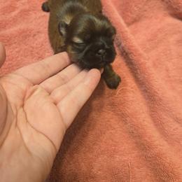 Rosemary - Brindle female Shih Tzu puppy in Normal, Illinois from Happy Shih Tzu Homes