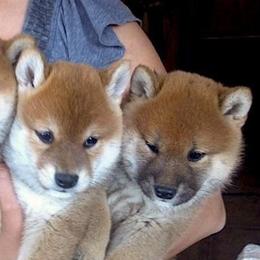 Roki Yama Shibas breeder of Shiba Inu