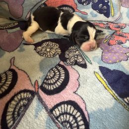 Hei Hei - Black brown and white female Basset Hound puppy in Letcher, Kentucky from Hackers Appalachian Basset Hounds