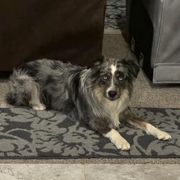 Goose - Miniature Australian Shepherd