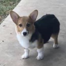 Squash - Pembroke Welsh Corgi
