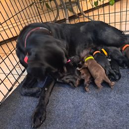 Labrador Retriever puppies from Inna's Labrador Retrievers