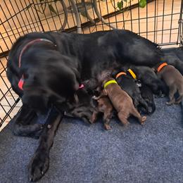 Labrador Retriever puppies from Inna's Labrador Retrievers